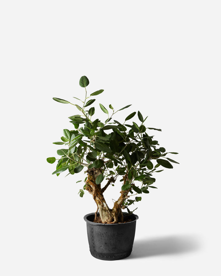 Branched Bengal Fig