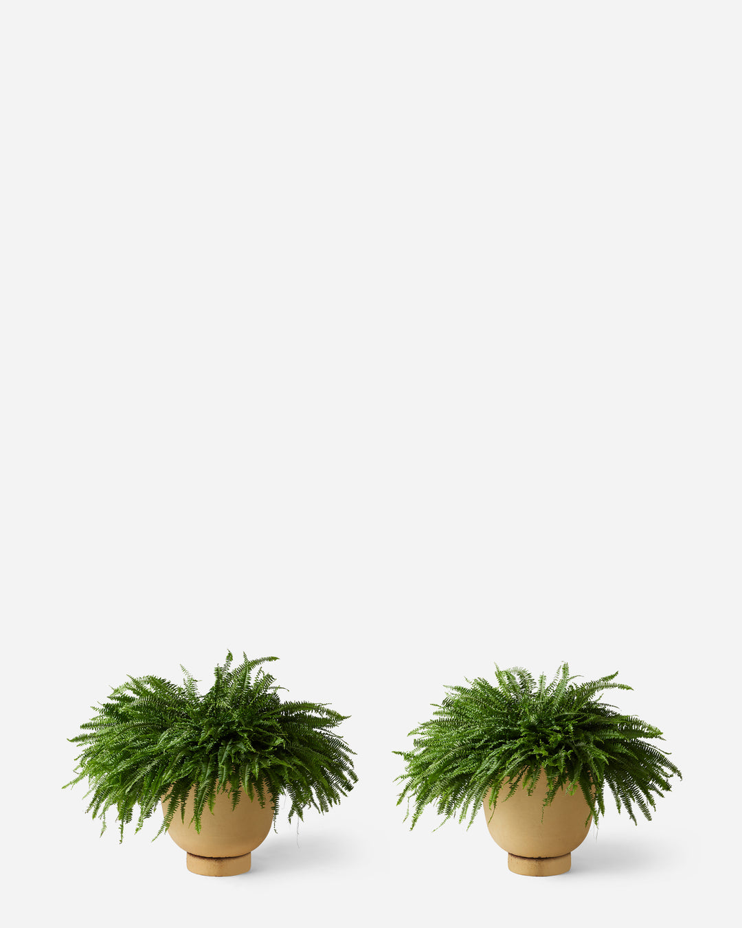 Cascading Ferns