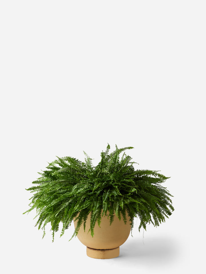 Cascading Ferns