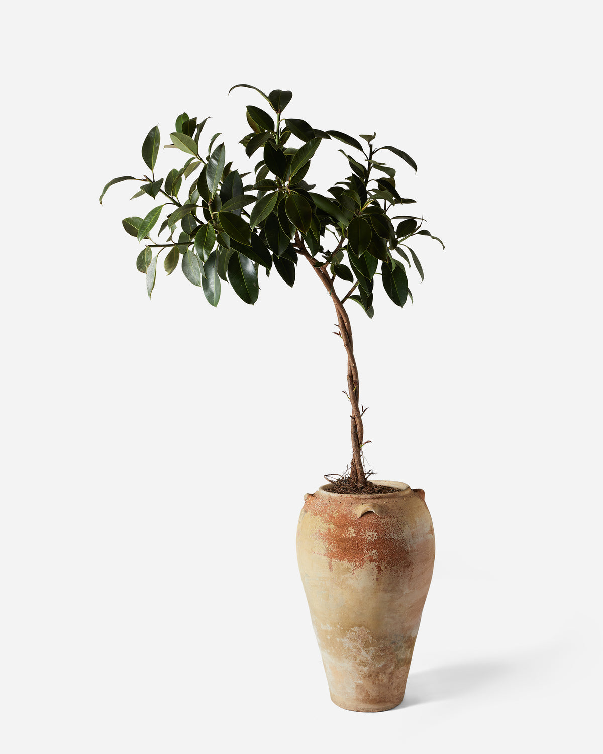 Arched Rubber Tree — Plant Drop Originals
