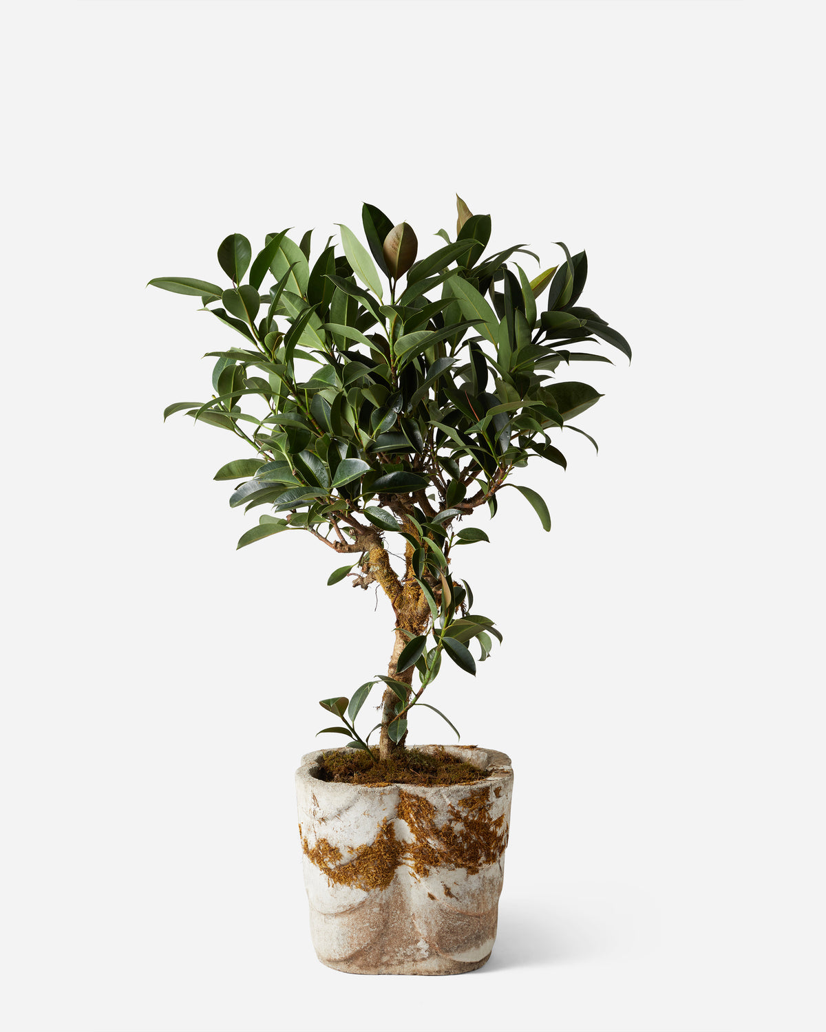 Thick-Stem Rubber Tree — Plant Drop Originals