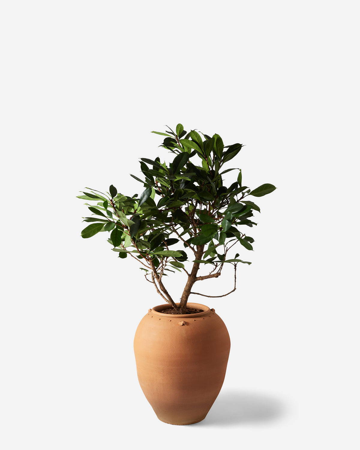 African Fig — Plant Drop Originals