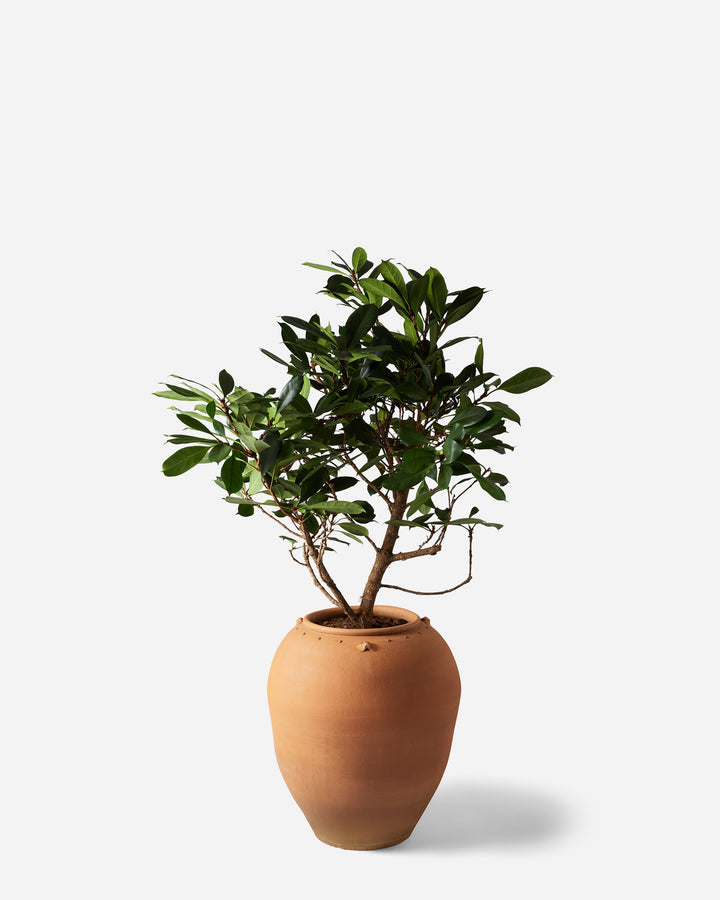 Fig Jar