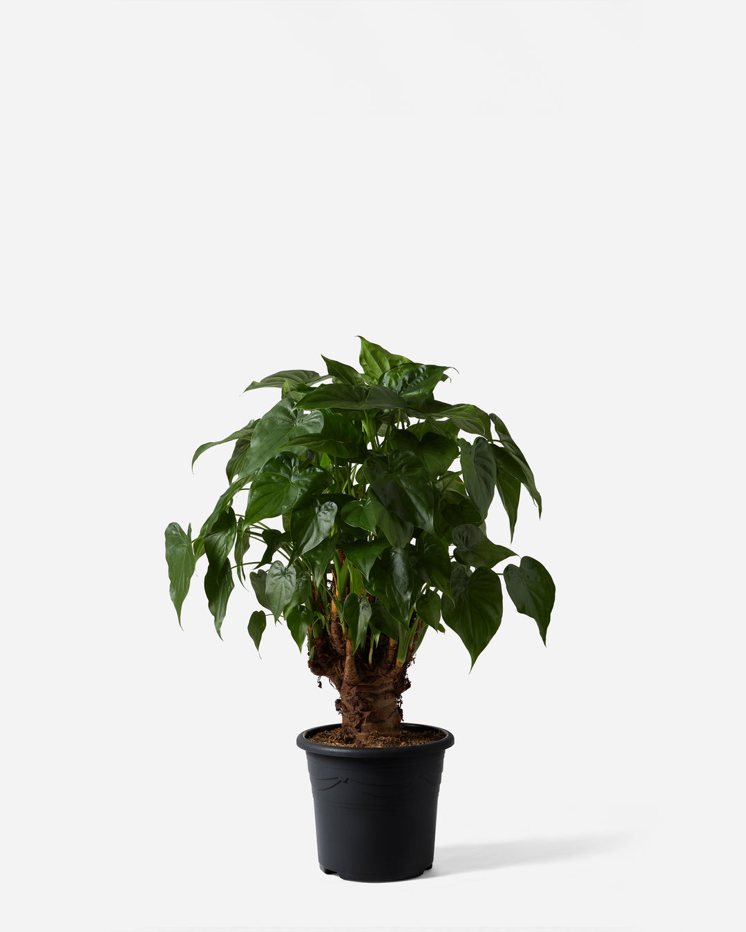 Buddha's hand citrus, Citrus medica var. sarcodactylis, with fragrant fingered fruit — Plant Drop