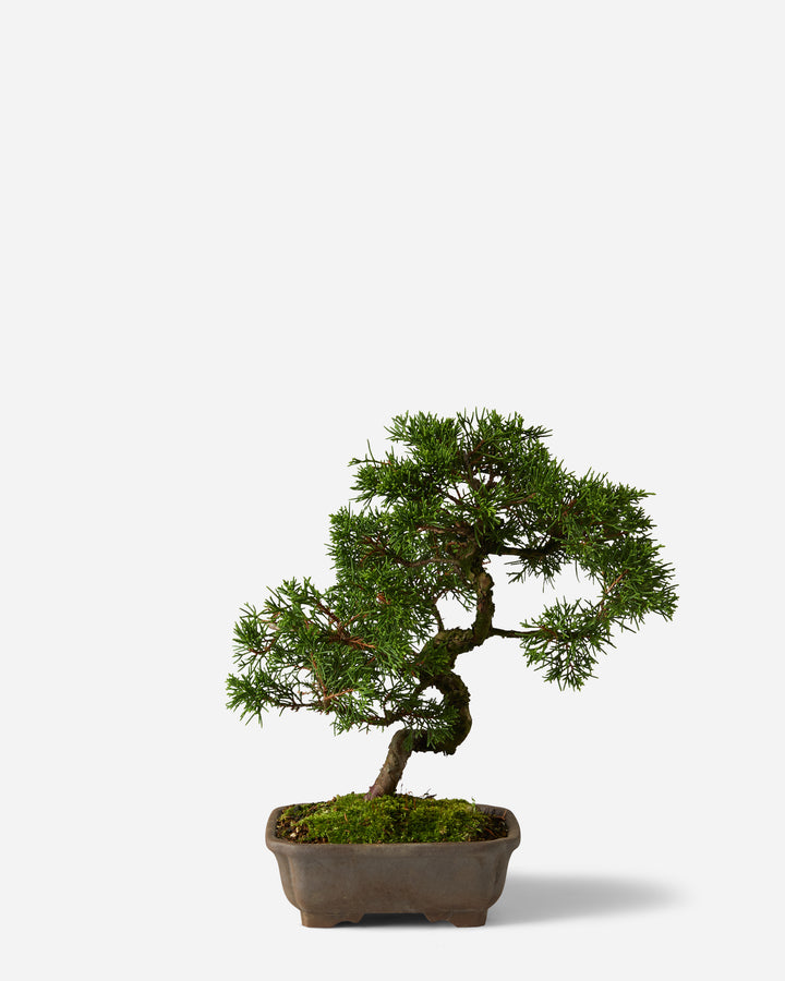 Ancient Juniper Bonsai