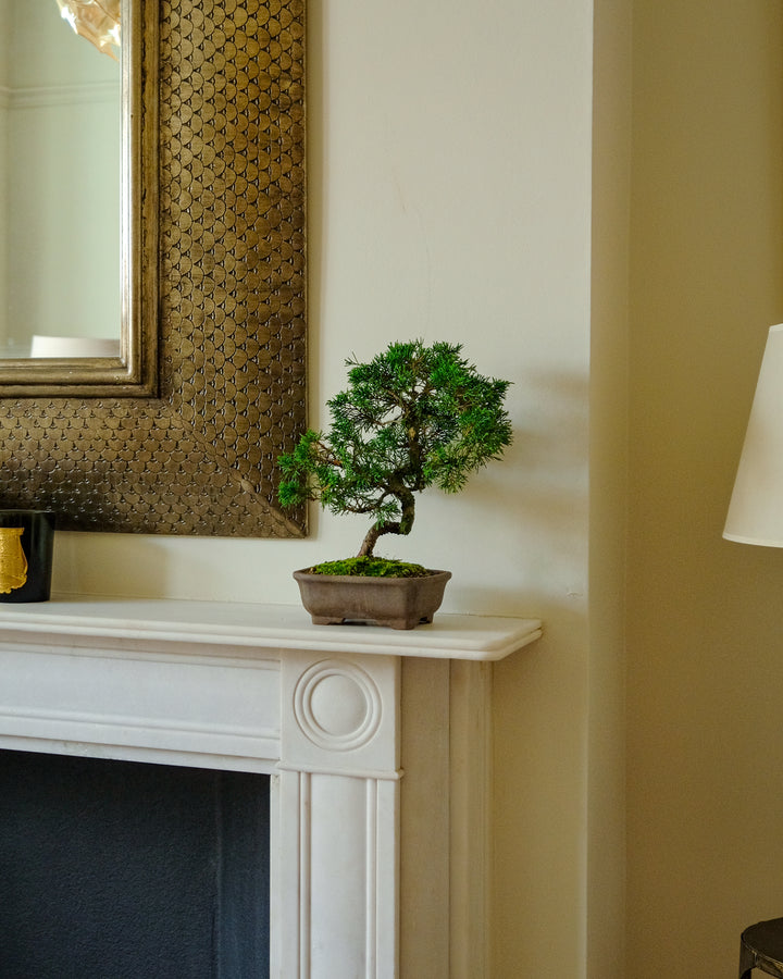 Ancient Juniper Bonsai