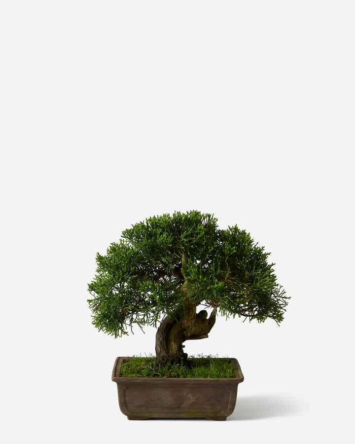 Ancient Chinese Bonsai