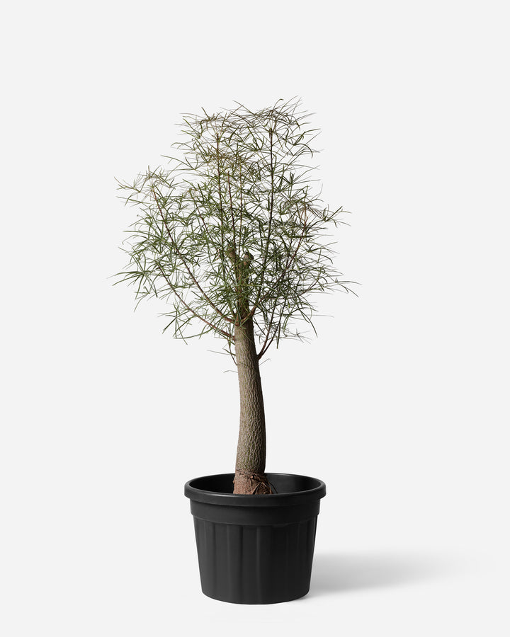Queensland Bottle Tree