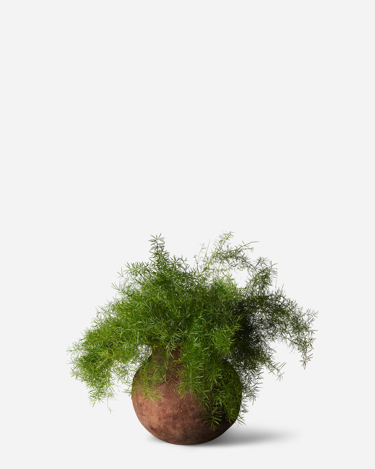 Spirit Jar — Plant Drop Originals
