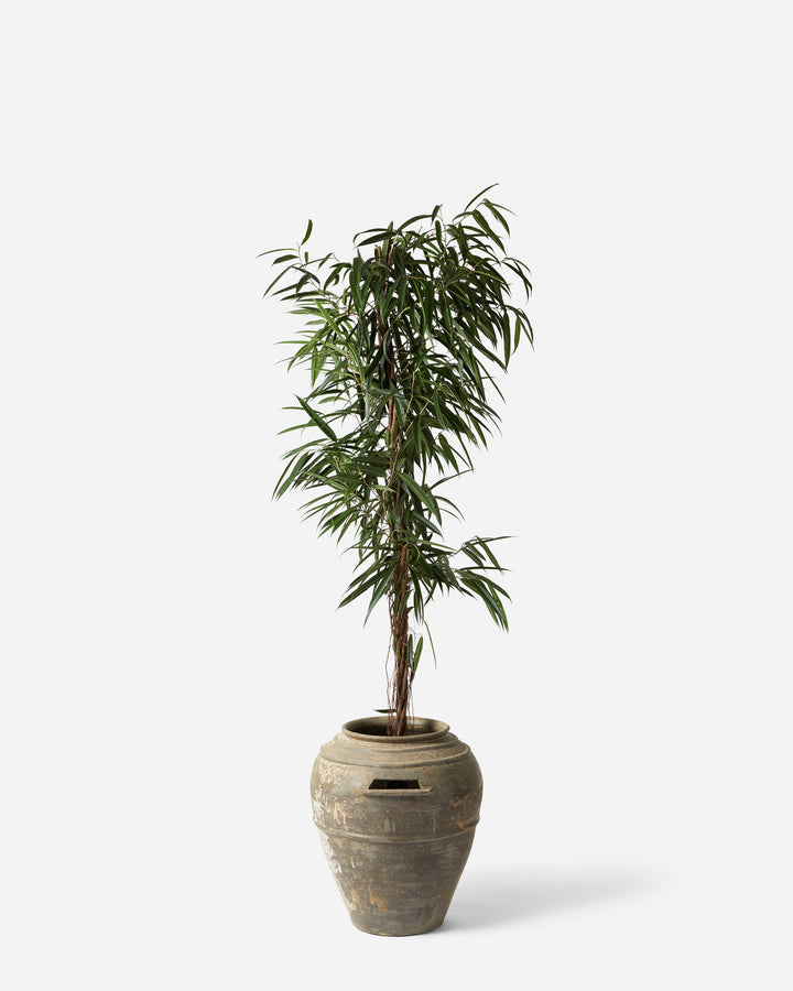 Tall Alii Fig