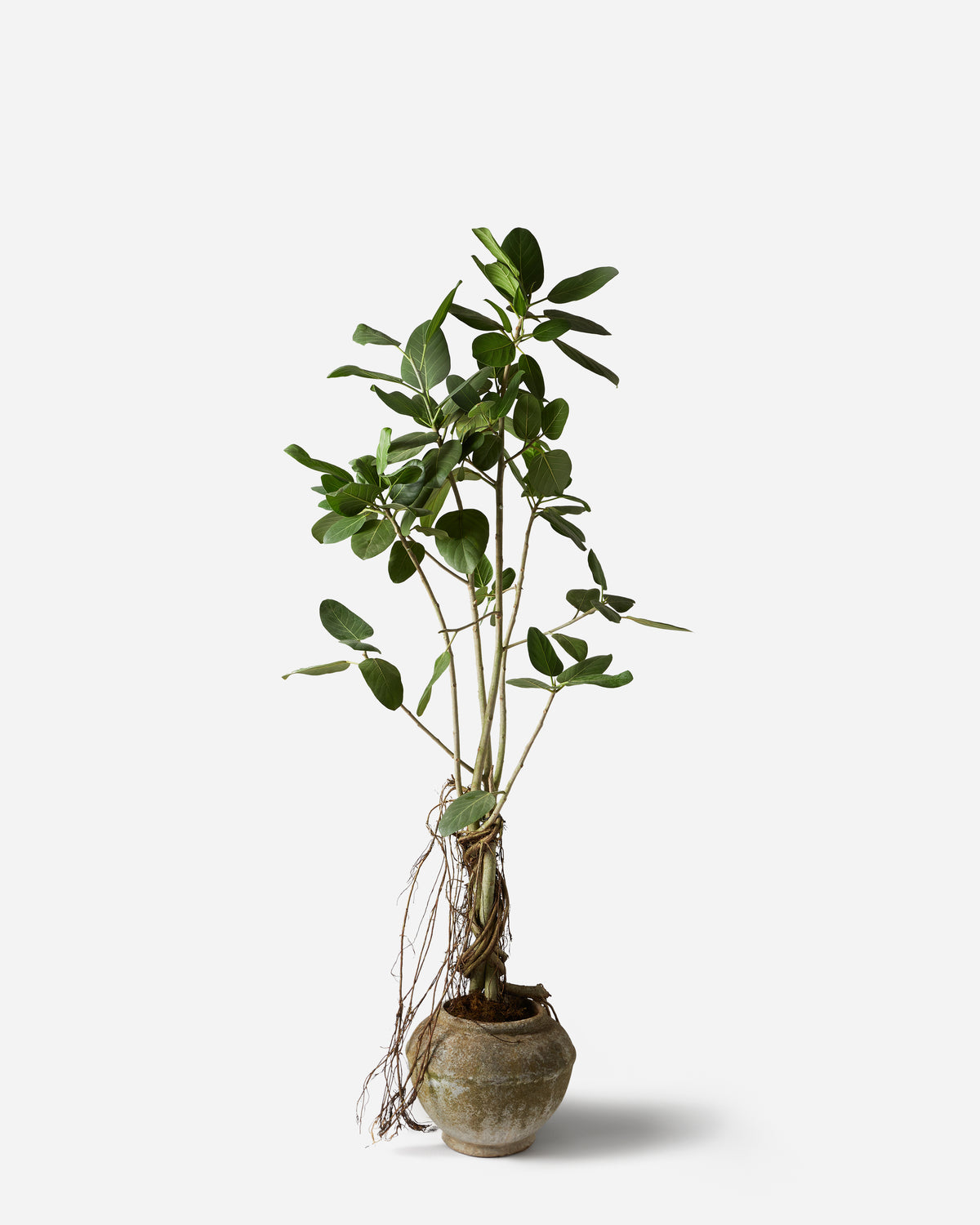 Bengal Fig Standard — Plant Drop Originals