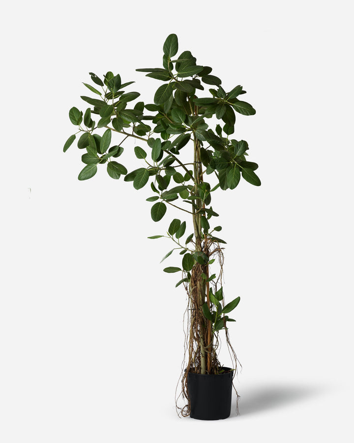 A tall potted houseplant with dense green oval leaves and a central trunk, shown in a black nursery pot against a plain light gray background.