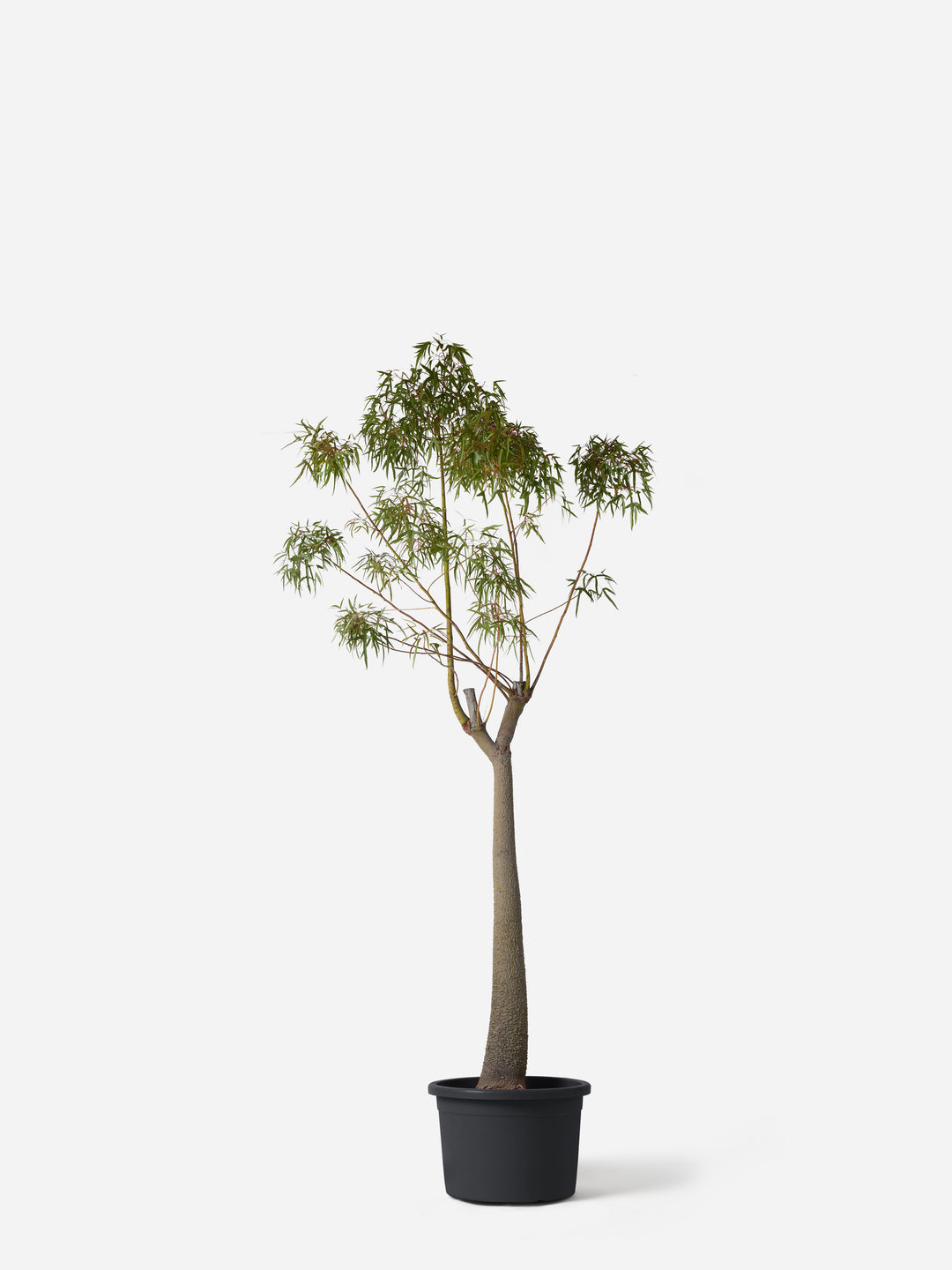 A tall potted artificial tree with a slender brown trunk and green leafy branches, standing in a black plastic pot against a light gray background.