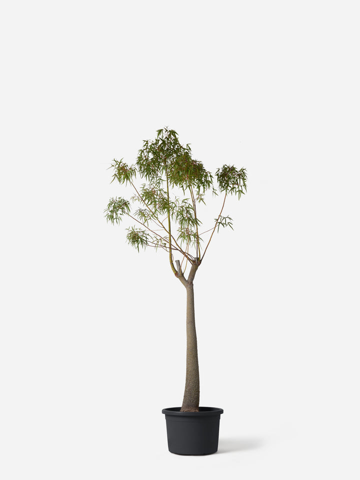 A tall potted artificial tree with a slender brown trunk and green leafy branches, standing in a black plastic pot against a light gray background.