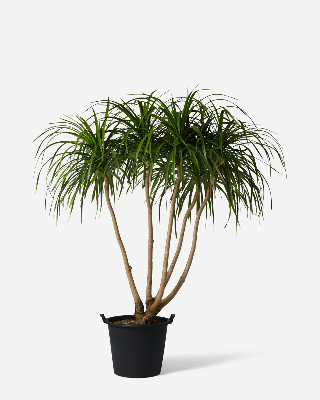Dragon Tree