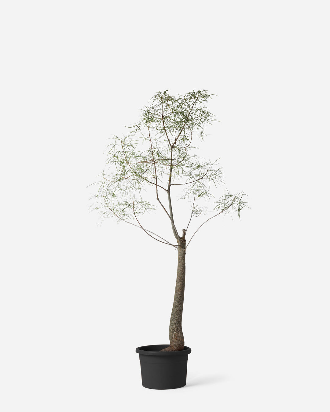 A potted artificial tree with a brown trunk and delicate light green and white feathery branches, in a black plastic pot against a solid light gray background.