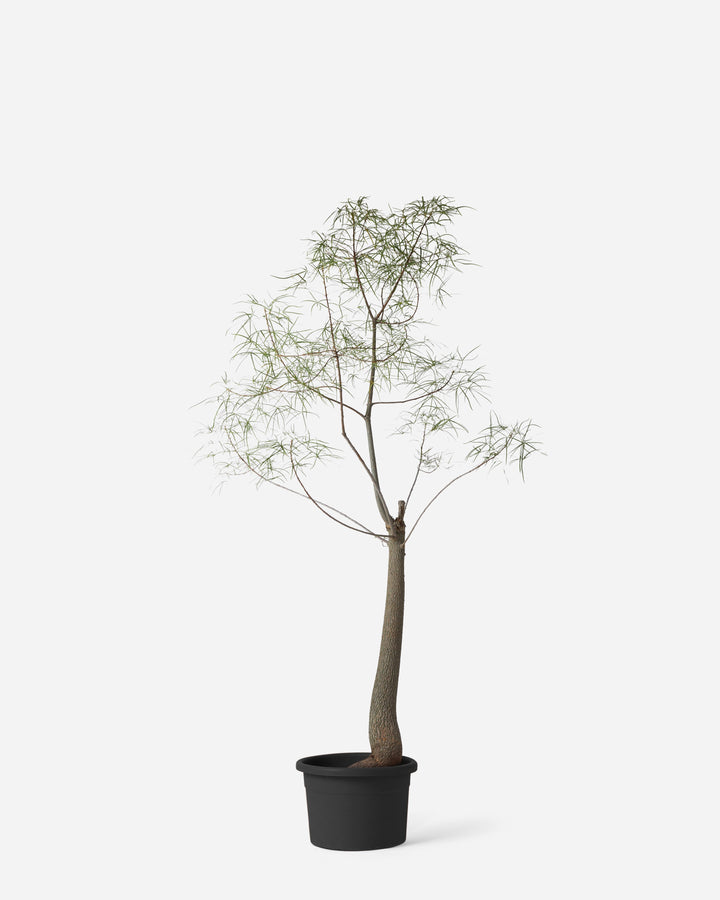 A potted artificial tree with a brown trunk and delicate light green and white feathery branches, in a black plastic pot against a solid light gray background.