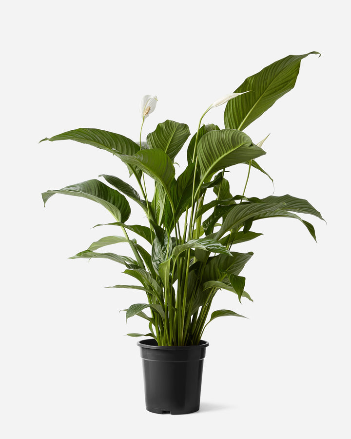 Peace Lily