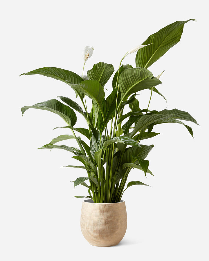 Peace Lily Planted Gift