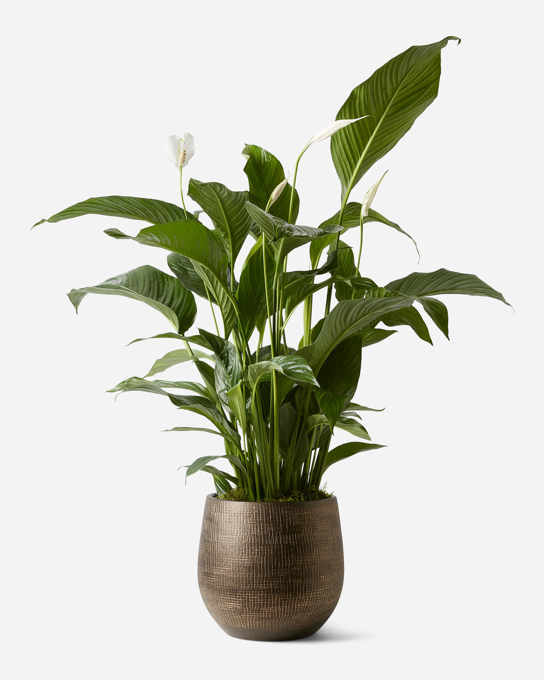 Potted plant with green leaves on a white background