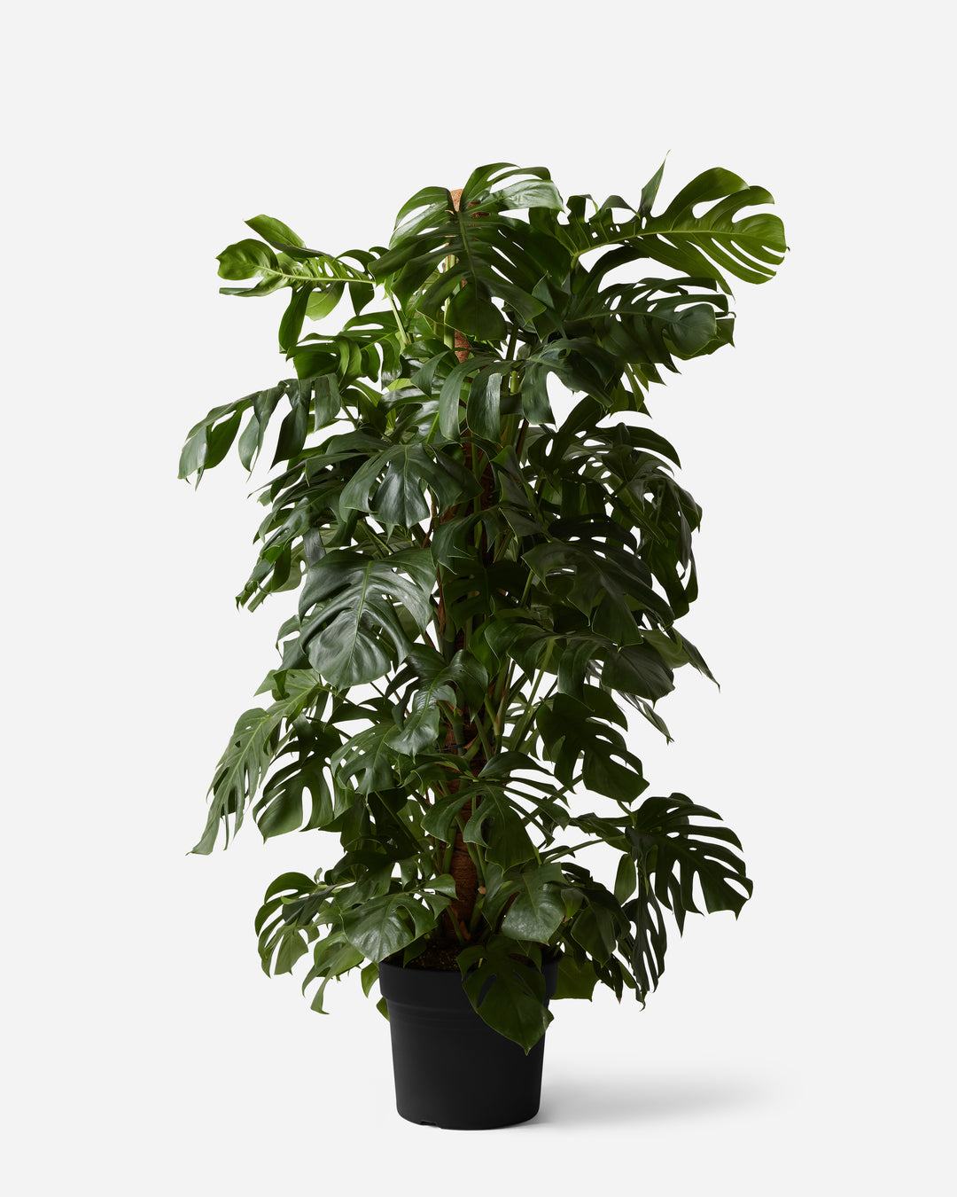 swiss cheese plant with moss pole Swiss Cheese Mosspole Monstera Delicosa