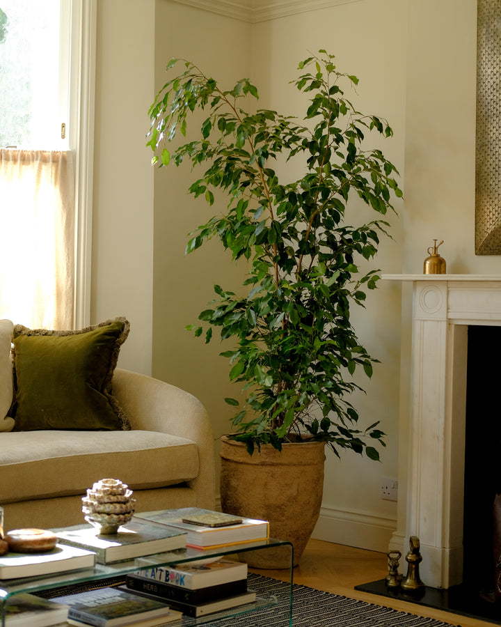Weeping Fig Bush