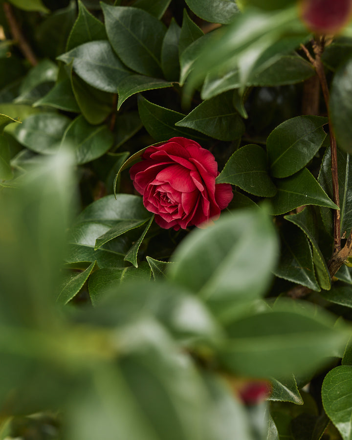 Camellia Bushes