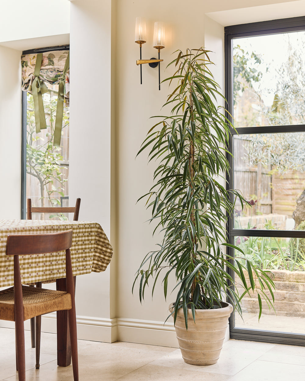 A large Alii Fig bush in an indoor setting with green fig leaves, placed in a decorative pot, alongside a window with a view of trees outside.