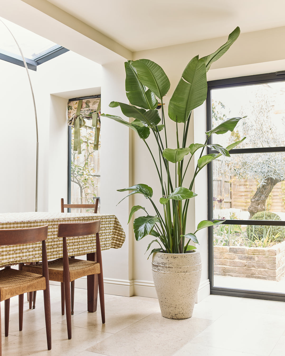 large birds of paradise indoor plant Giant White Bird of Paradise