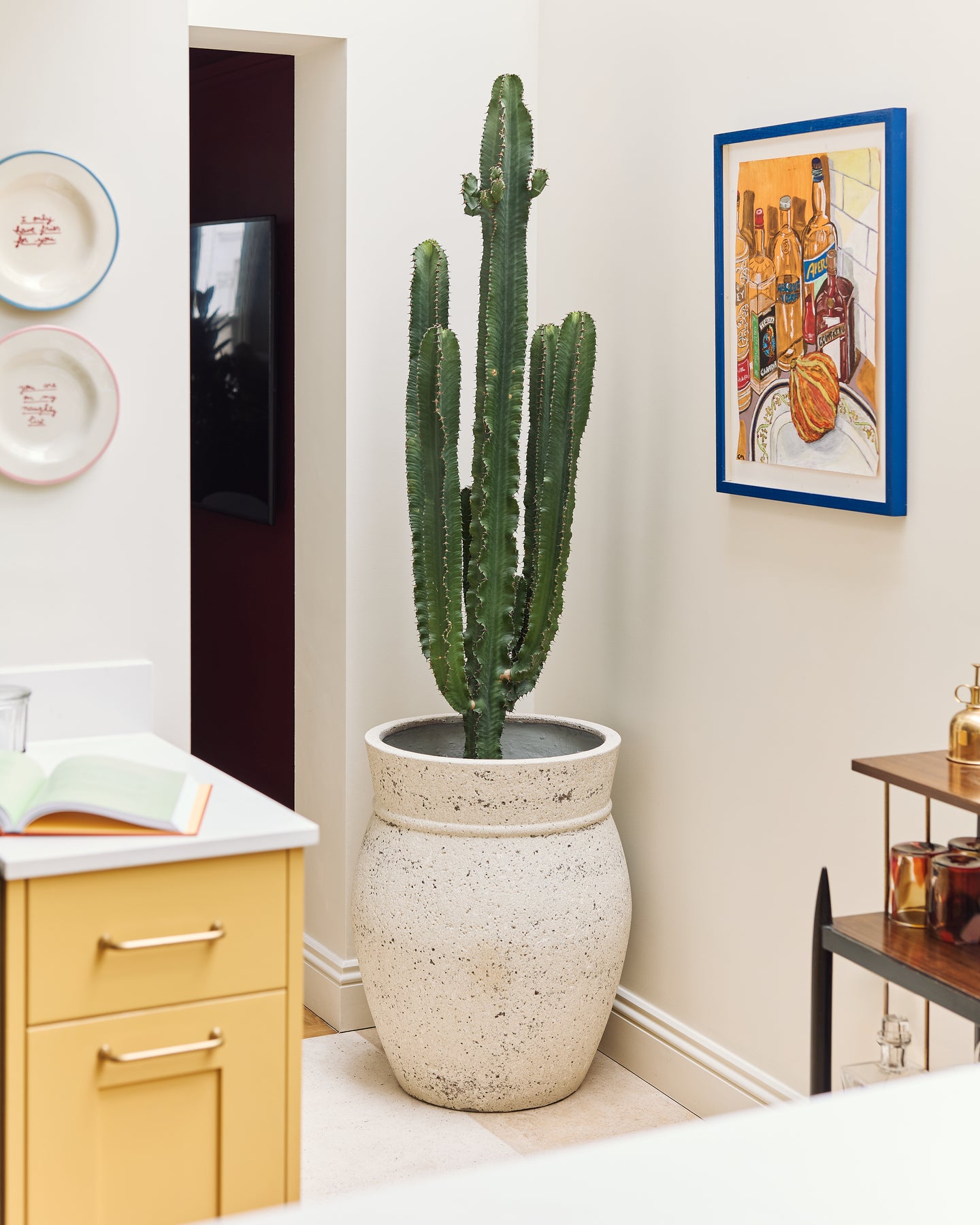 indoor cactus plants uk Desert Cactus