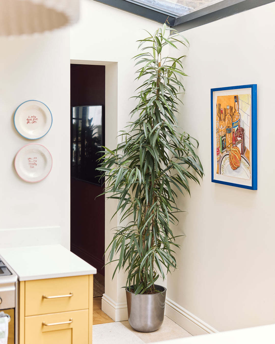Alii Fig Bush