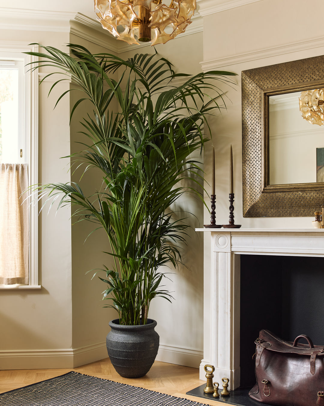kentia palm house plant Kentia Palm