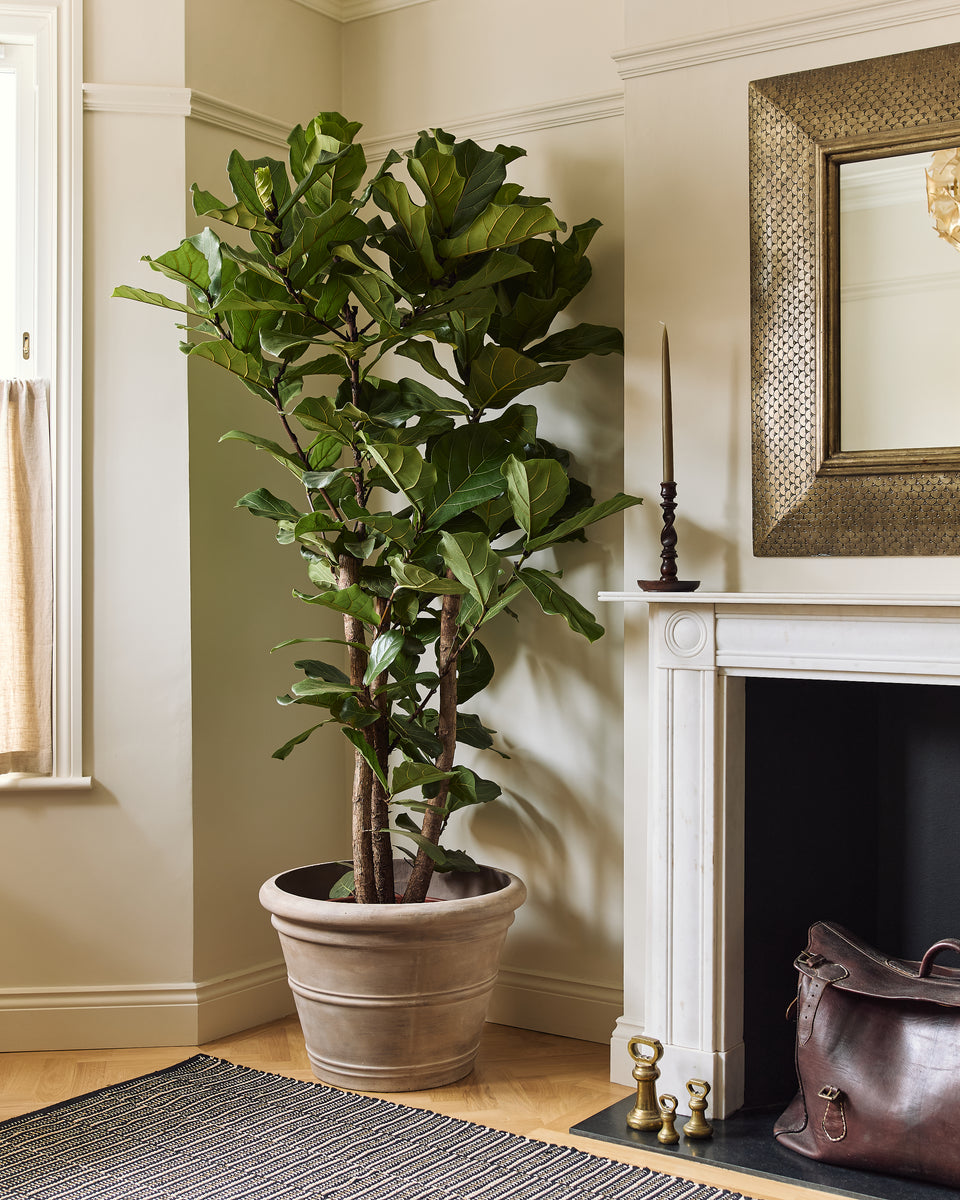 Branched Fiddle-Leaf Fig Tree, Ficus Lyrata – Plant Drop