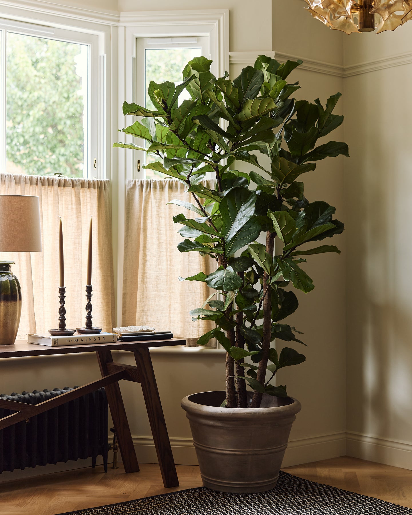 Branched Fiddle-Leaf Fig Tree, Ficus Lyrata – Plant Drop