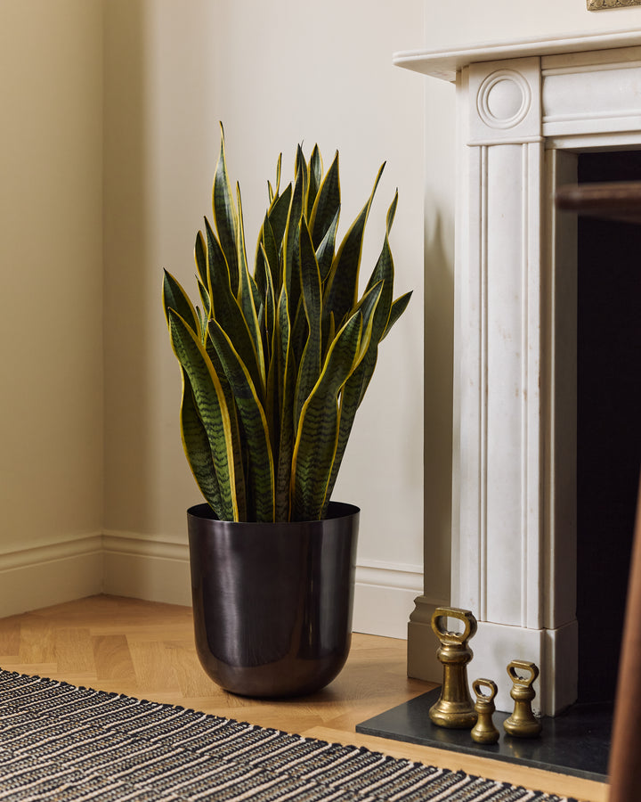 Snake Plant