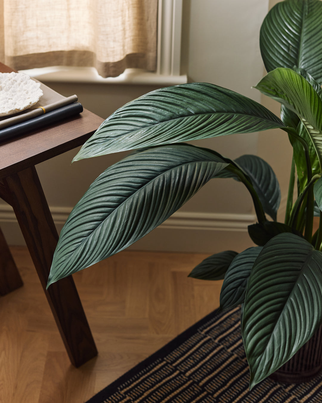 Large-Leaved Peace Lily