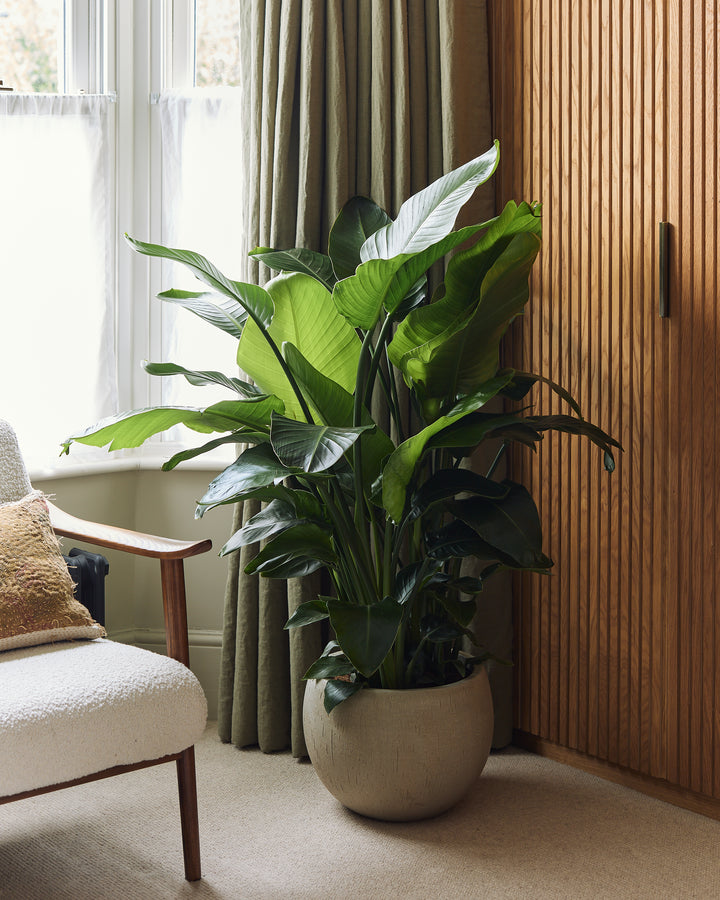 Raindrop Textured Globe Beige Planter