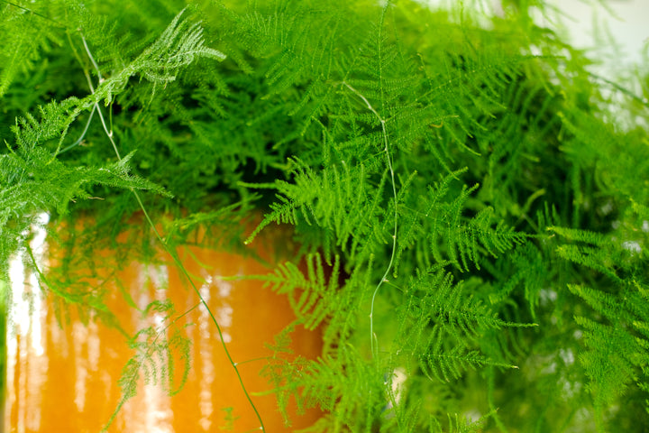 Asparagus fern, Asparagus densiflorus, with feathery foliage — Plant Drop
