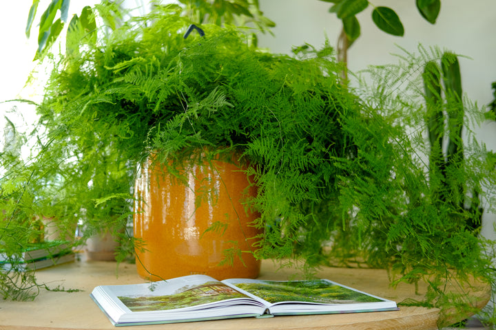 Asparagus fern, Asparagus densiflorus, with feathery foliage — Plant Drop