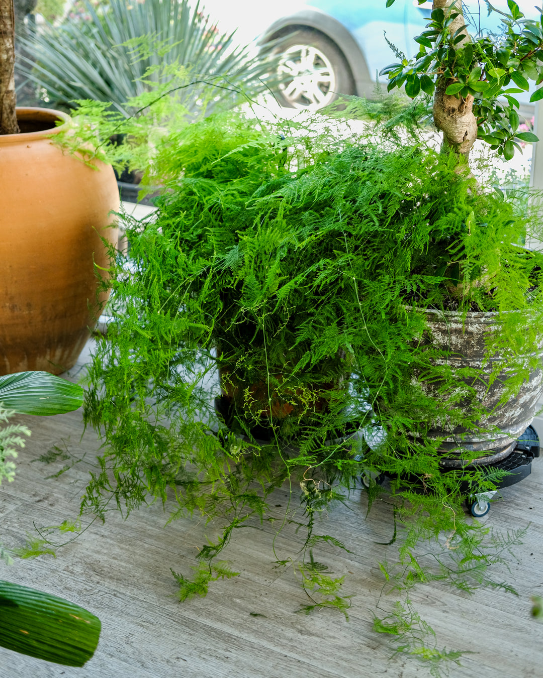 A lush green hanging plant with delicate feathery foliage, shown in a rustic ceramic pot on a light-colored floor with other potted plants and a vehicle blurred in the background.