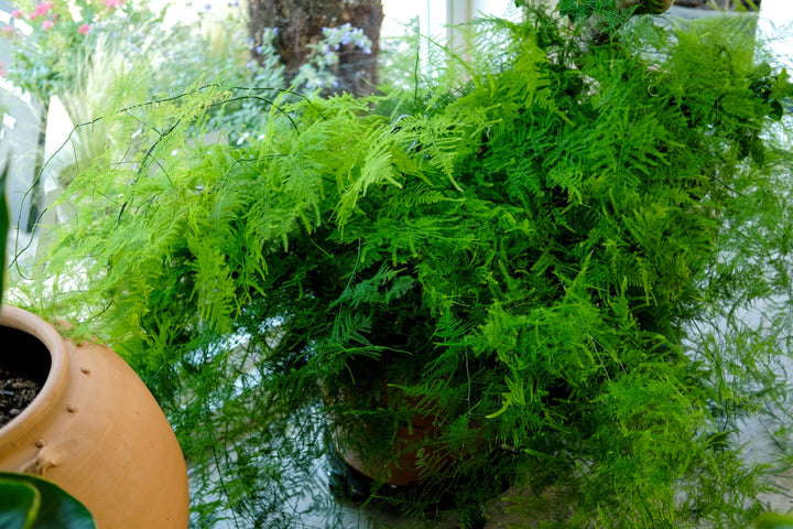Asparagus fern, Asparagus densiflorus, with feathery foliage — Plant Drop