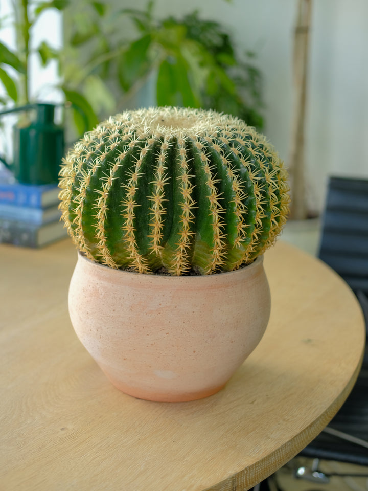 Golden Barrel Cactus in Bergs Delphi — One-Off