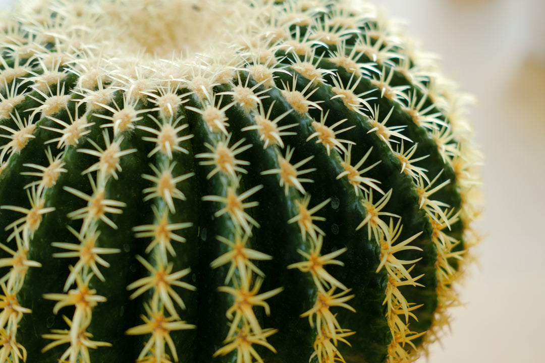 Golden Barrel Cactus in Bergs Delphi — One-Off