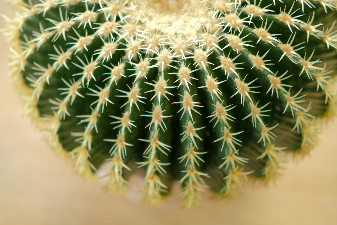 Golden Barrel Cactus in Bergs Delphi — One-Off
