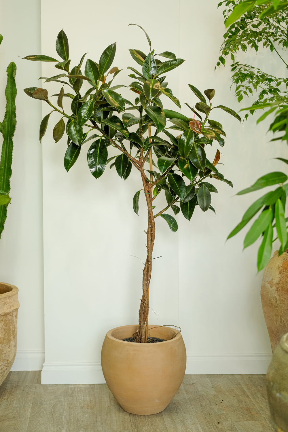 A potted indoor plant with glossy dark green leaves and a slender brown trunk, planted in a round beige ceramic pot against a white wall.