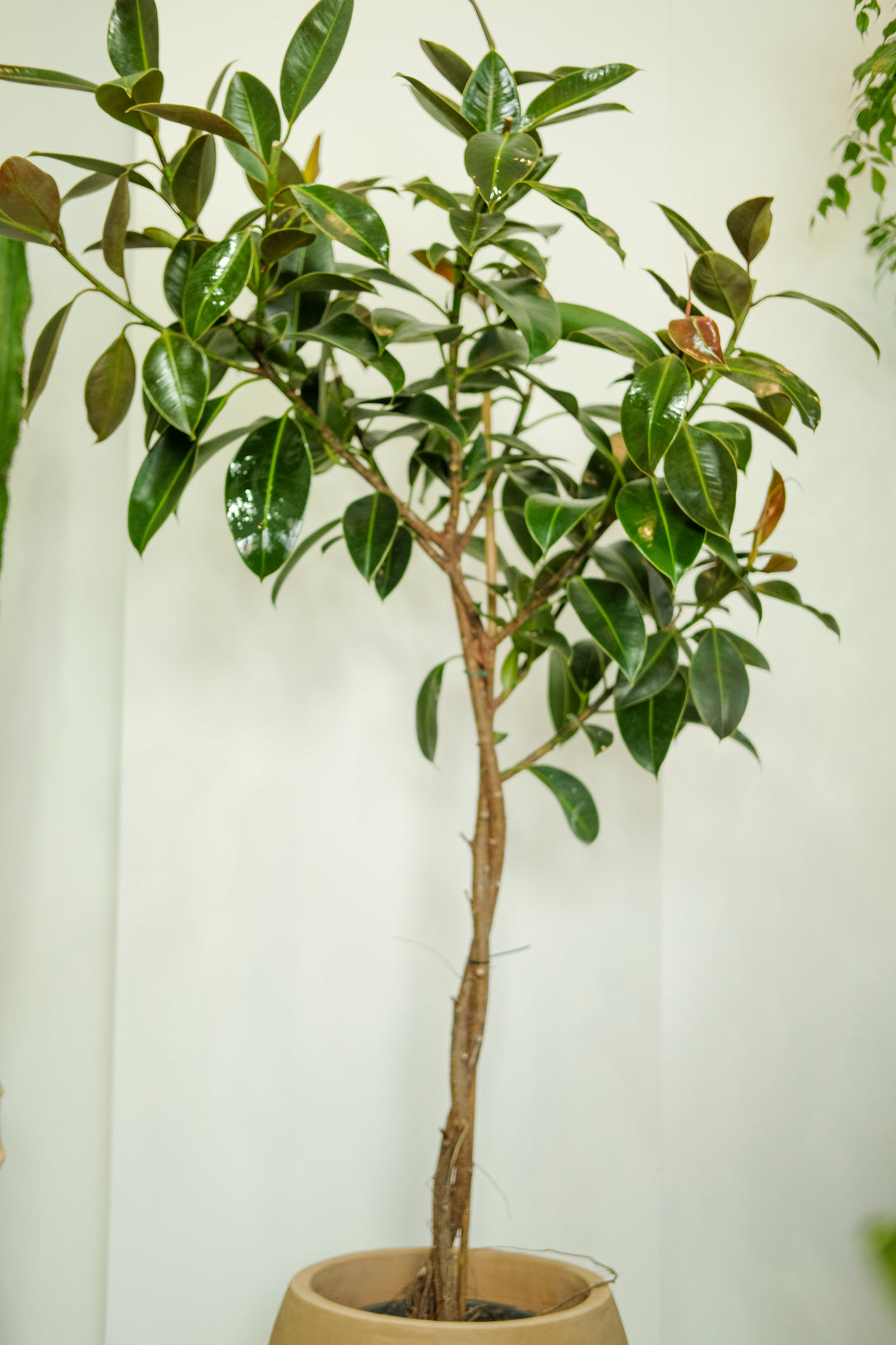 Arched Rubber Tree 'Melany', One-Off Specimen