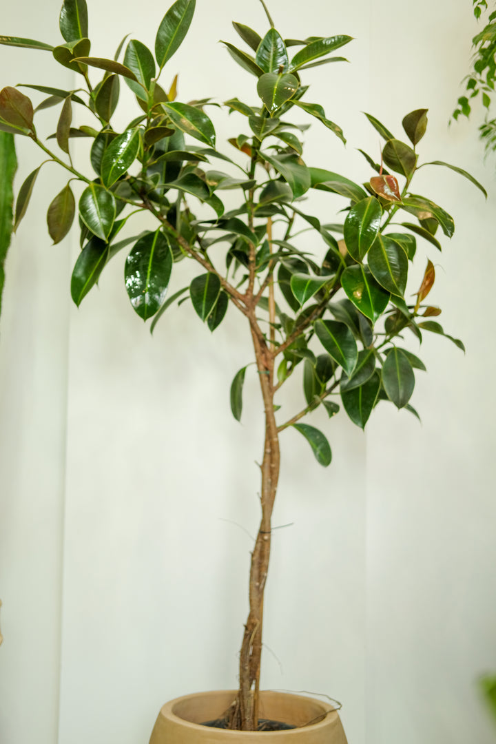 Arched Rubber Tree 'Melany', One-Off Specimen