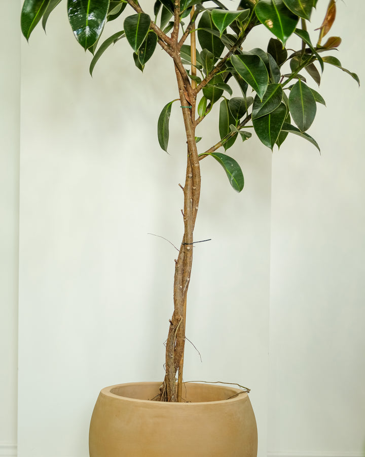 Arched Rubber Tree 'Melany', One-Off Specimen