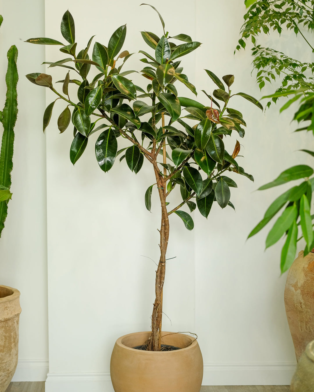 A potted indoor plant with glossy dark green leaves and a slender brown trunk, planted in a round beige ceramic pot against a white wall.