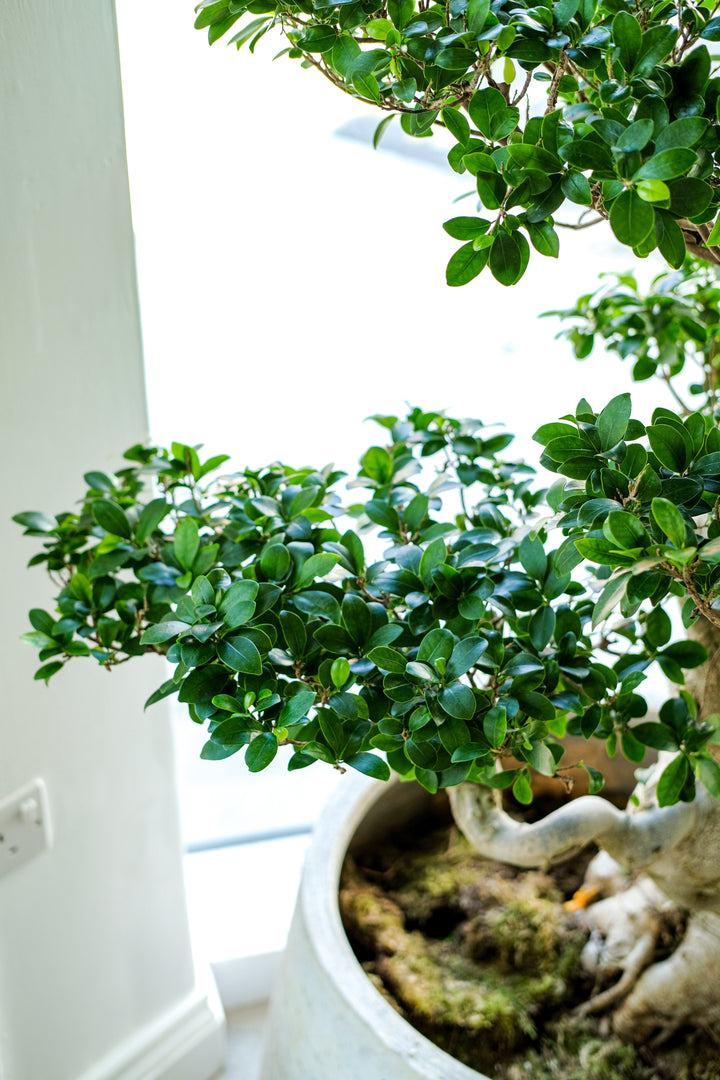 Dragon Bonsai, One-Off Specimen